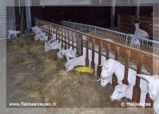 Lammetjes bij de Mekkerstee