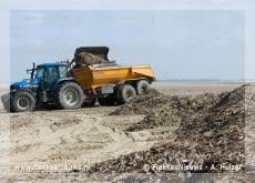 Opnieuw messchelpen aangespoeld op het strand