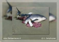 Beloning voor tips over verminking beschermde zeezoogdieren