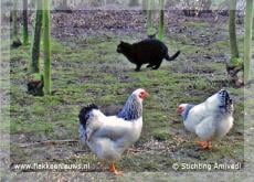 Gevonden en vermiste huisdieren week 20-2009