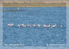 Flamingo's op de Grevelingen