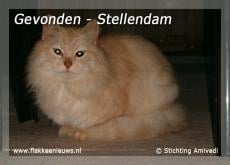 Gevonden en vermiste huisdieren week 16-2010