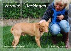 Gevonden en vermiste huisdieren week 20-2010