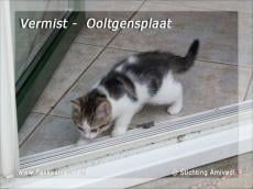 Gevonden en vermiste huisdieren week 25-2010