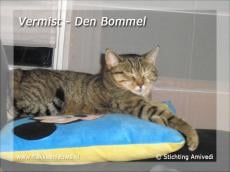 Gevonden en vermiste huisdieren week 39-2010