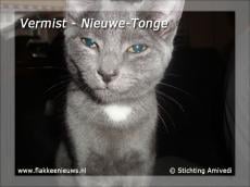 Gevonden en vermiste huisdieren week 43-2010