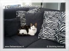 Gevonden en vermiste huisdieren week 45-2010