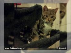 Gevonden en vermiste dieren week 13-2011