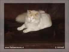 Gevonden en vermiste huisdieren week 21-2011