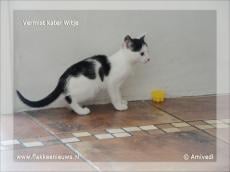 Gevonden en vermiste huisdieren week 24-2011