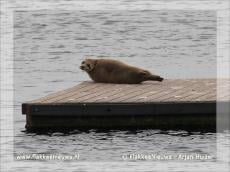 Zeehond gesignaleerd in Ouddorp
