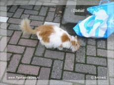 Gevonden en vermiste huisdieren week 37-2011