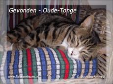 Gevonden en vermiste huisdieren week 1-2011