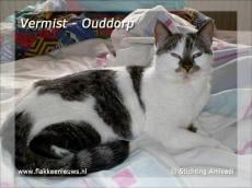 Gevonden en vermiste huisdieren week 16-2011