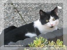 Gevonden en vermiste huisdieren week 17-2011