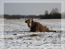 Heckrund glijdt uit en raakt gewond