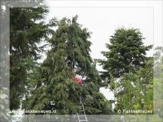 Vogel vast in top van boom