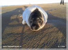 11 Dagen 'jonge' zeehond gered