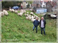 Grazende schapen in plaats van maaiende machines