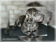 Rotterdammer laat hond achter bij Brouwersdam