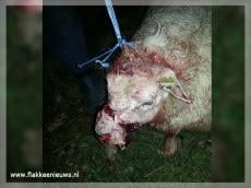 Twee schapen lopen ernstige bijtwonden op