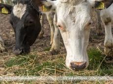 Sommelsdijkse koeien mogen de wei weer in