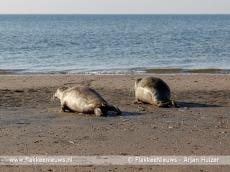 Met de sloep naar de zeehonden in het Grevelingenmeer