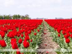7e Tulpenwandeltocht met prachtige routes