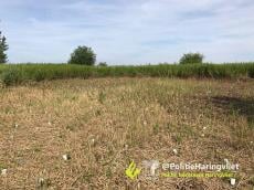 Vier hennepplantages opgerold op Tiengemeten