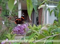 Atalanta wint tuinvlindertelling in Zuid-Holland
