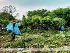 Vier hennepplantages aangetroffen in natuurgebied