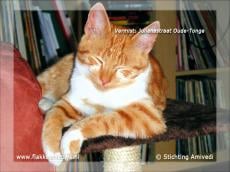 Gevonden en vermiste dieren week 40-2011