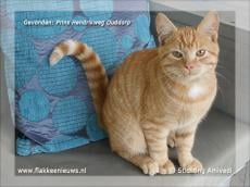 Gevonden en vermiste huisdieren week 44-2011