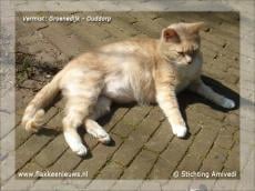 Gevonden en vermiste huisdieren week 47-2011