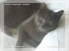 Gevonden en vermiste huisdieren week 23-2012