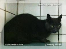 Gevonden en vermiste huisdieren week 38-2012