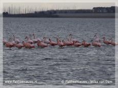 Flamingo's weer neergestreken op de Grevelingen