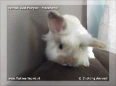 Gevonden en vermiste huisdieren week 04-2012