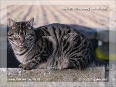 Gevonden en vermiste huisdieren week 8-2012