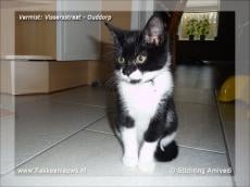 Gevonden en vermiste huisdieren week 09-2012