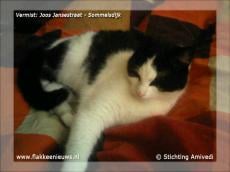 Gevonden en vermiste huisdieren week 14-2012