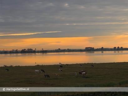 Unieke webcambeelden van het Haringvlietgebied