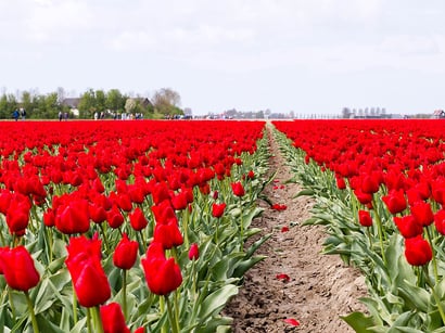 Voorbereidingen Tulpenwandeltocht