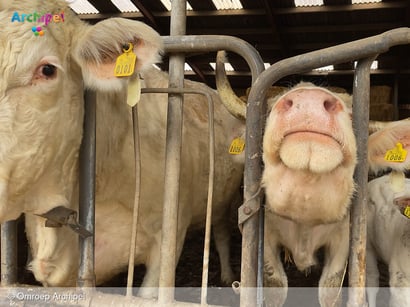 Filmmaker filmt koeien op Dirkslandse boerderij