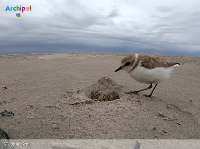 Veel vogels kwetsbaar tijdens broedseizoen