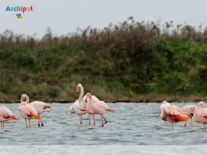 Flamingo's nu al terug in het Grevelingenmeer