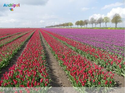Voorbereidingen in volle gang voor GO Tulpentocht 2025