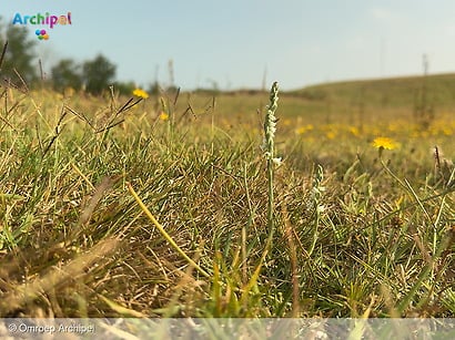 Onze regio is blinde vlek op de kaart van natuurbrandrisico