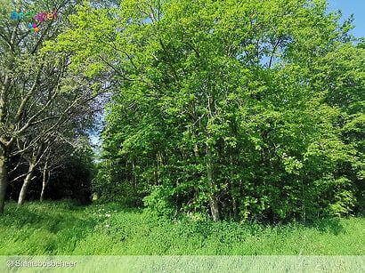 Bosonderhoud voor de bomen en de patrijs