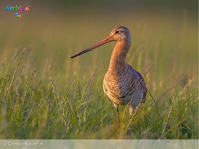 Extra budget voor agrarisch natuurbeheer in 2026